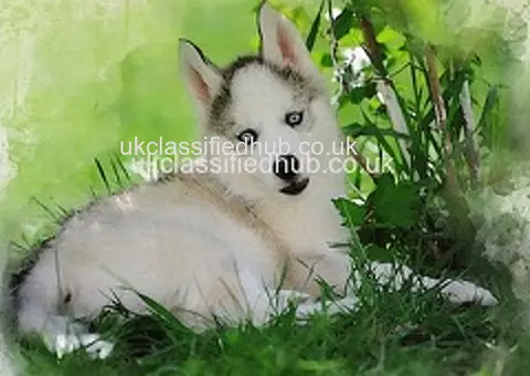 Siberian Husky puppies