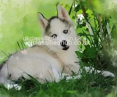 Siberian Husky puppies