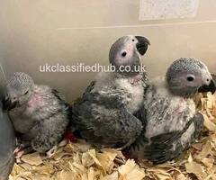 Patch Parrots For Sale In UK