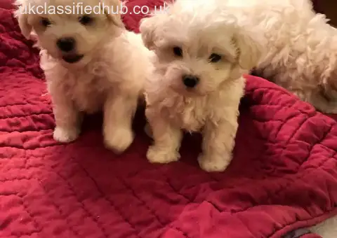 Available maltese puppies for sale