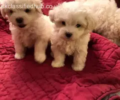 Available maltese puppies for sale