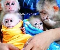 Adorable male and female baby capuchin monkeys for Sale