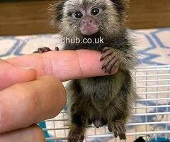 Lovely  Capuchin & Finger Marmoset Monkeys for sale