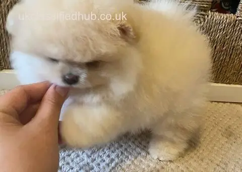 Gorgeous Pomeranian Puppies available to good homes. - 1/4