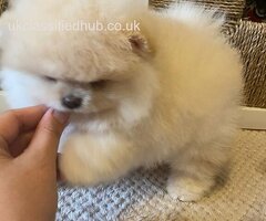 Gorgeous Pomeranian Puppies available to good homes.