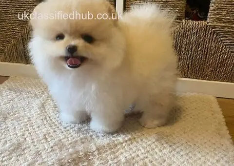 Gorgeous Pomeranian Puppies available to good homes. - 2/4