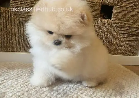 Gorgeous Pomeranian Puppies available to good homes. - 3/4