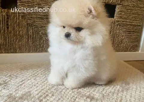 Gorgeous Pomeranian Puppies available to good homes. - 4/4