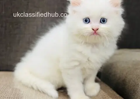 Affectionate Persian kittens