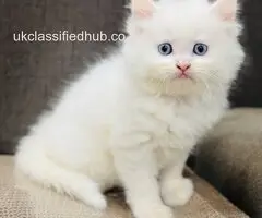 Affectionate Persian kittens