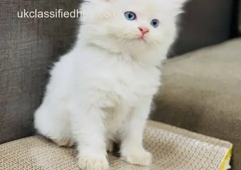 Affectionate Persian kittens - 2/2