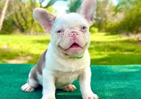 French Bulldog Puppies For Sale - 1/4