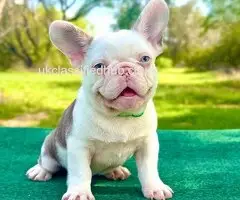 French Bulldog Puppies For Sale