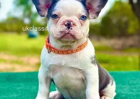 French Bulldog Puppies For Sale - 2/4