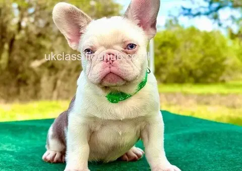 French Bulldog Puppies For Sale - 3/4