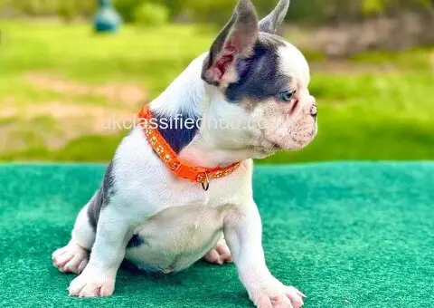 French Bulldog Puppies For Sale - 4/4