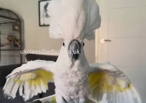 Beautiful Young Umbrella Cockatoo Available