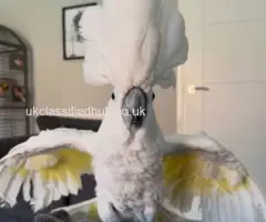 Beautiful Young Umbrella Cockatoo Available