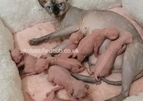 Home-Raised Sphynx Kittens Seeking Loving Homes