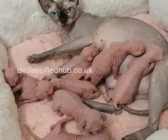 Home-Raised Sphynx Kittens Seeking Loving Homes