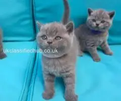 We have adorable 6 British Blue kittens, 3 boys and 3 girls.