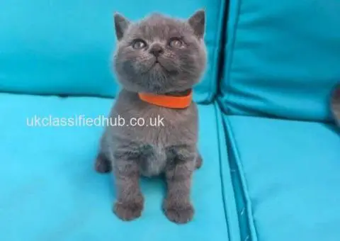We have adorable 6 British Blue kittens, 3 boys and 3 girls. - 2/4