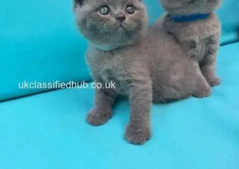 We have adorable 6 British Blue kittens, 3 boys and 3 girls. - 3/4