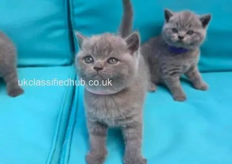 We have adorable 6 British Blue kittens, 3 boys and 3 girls. - 4/4