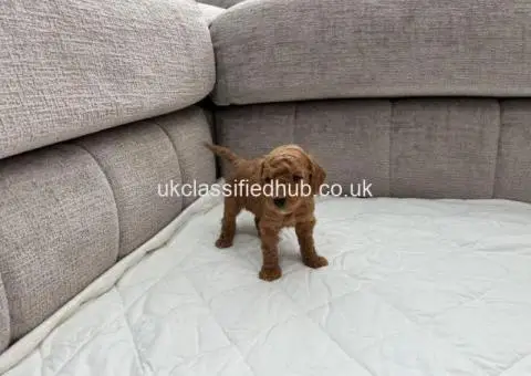 Chocolate Brown & Apricot Pedigree Poodles - 1/3