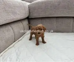 Chocolate Brown & Apricot Pedigree Poodles