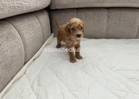 Chocolate Brown & Apricot Pedigree Poodles - 2/3