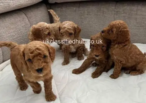 Chocolate Brown & Apricot Pedigree Poodles - 3/3
