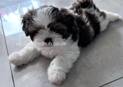 Shih Tzu puppies ready now - 1/4