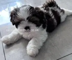 Shih Tzu puppies ready now