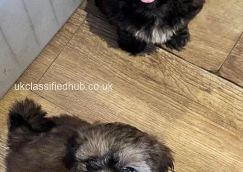 Shih Tzu puppies ready now - 2/4