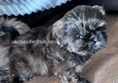 Shih Tzu puppies ready now - 3/4