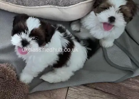 Shih Tzu puppies ready now - 4/4