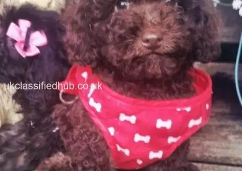 ..Adorable F1b cockapoo puppies - 1/3