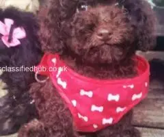 ..Adorable F1b cockapoo puppies