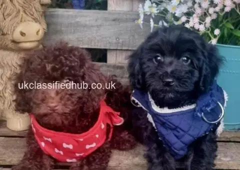 ..Adorable F1b cockapoo puppies - 2/3