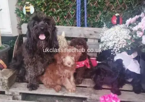 ..Adorable F1b cockapoo puppies - 3/3
