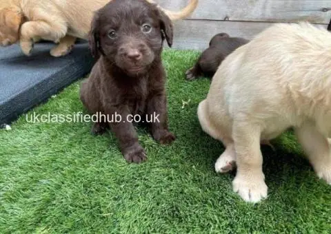 Our beautiful chocolate Labrador has given birth to 10 chunky puppies - 1/3