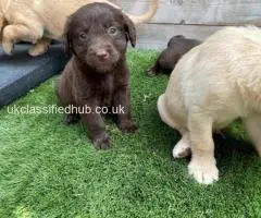 Our beautiful chocolate Labrador has given birth to 10 chunky puppies