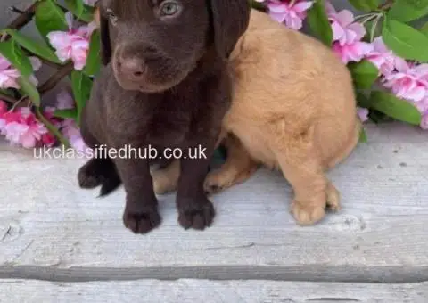 Our beautiful chocolate Labrador has given birth to 10 chunky puppies - 2/3
