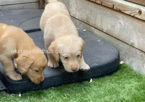 Our beautiful chocolate Labrador has given birth to 10 chunky puppies - 3/3