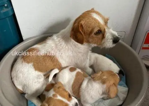 I have 3 lovely little boy Jack Russells ready for there new homes - 1/4