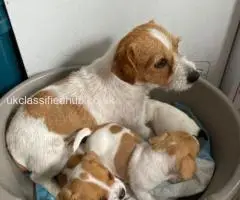 I have 3 lovely little boy Jack Russells ready for there new homes