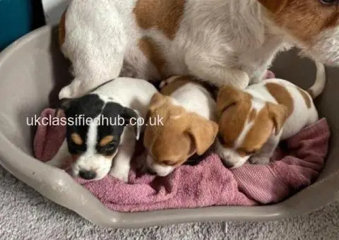 I have 3 lovely little boy Jack Russells ready for there new homes - 2/4