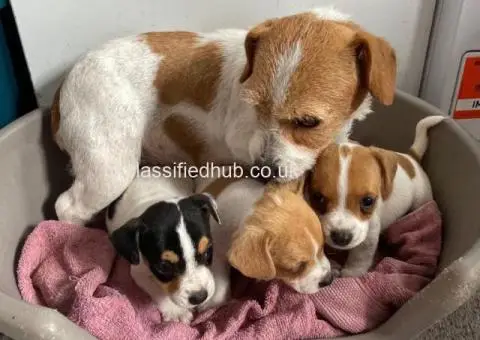 I have 3 lovely little boy Jack Russells ready for there new homes - 3/4