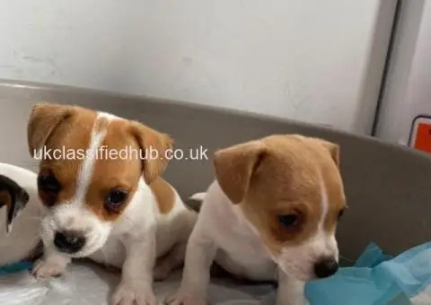 I have 3 lovely little boy Jack Russells ready for there new homes - 4/4